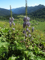 Aconitum orientale