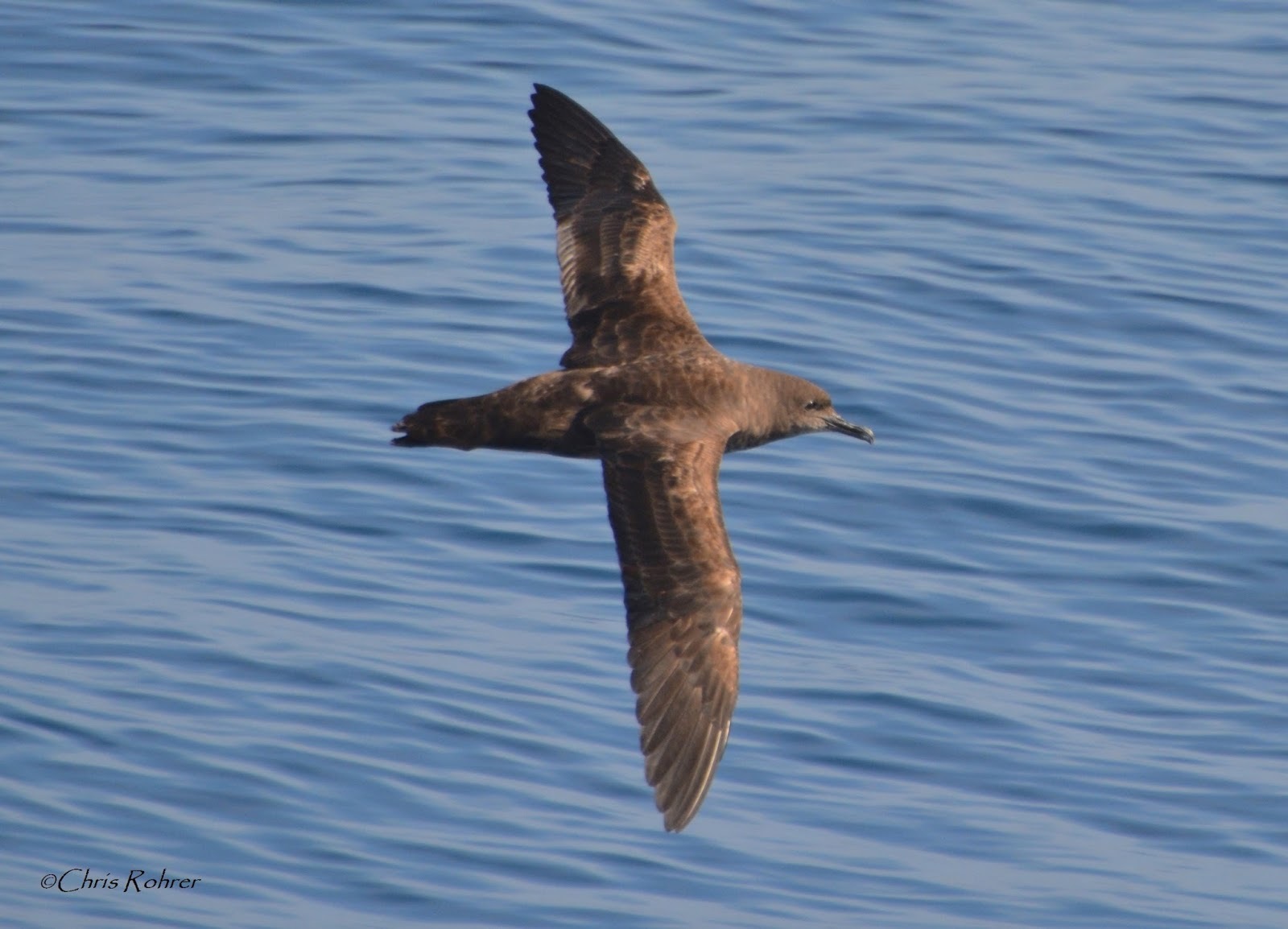 Sooty Shearwater