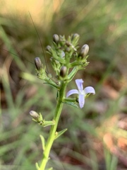 Wahlenbergia huttonii