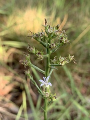Wahlenbergia huttonii