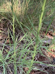 Wahlenbergia huttonii