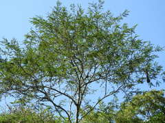 Vachellia hindsii