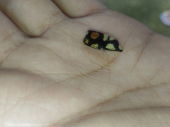 Trichaptus mutillarius