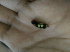 Trichaptus mutillarius