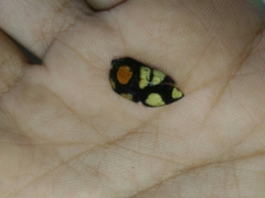 Trichaptus mutillarius