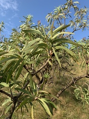 Protea caffra falcata