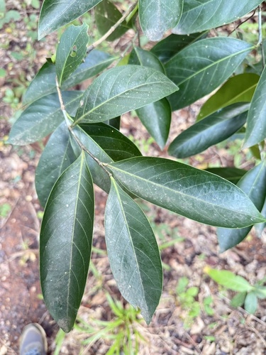 Suregada multiflora