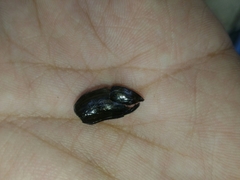 Trichaptus mutillarius