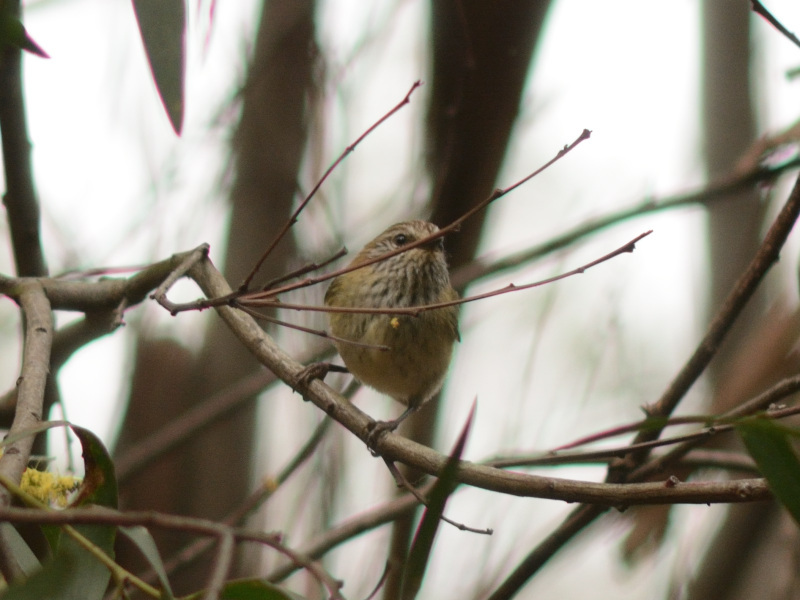 Acanthiza lineata Gould, 1838