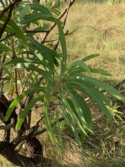 Protea caffra falcata