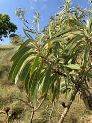 Protea caffra falcata