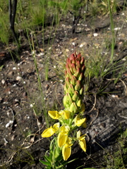 Ceratandra grandiflora