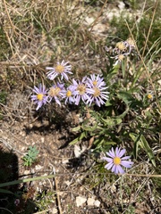 Berg-Aster (Aster amellus): Herkunft und Verwendung — Foto 2