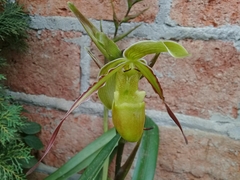 Phragmipedium longifolium