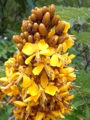 Cenostigma pluviosum