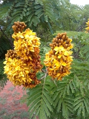 Cenostigma pluviosum