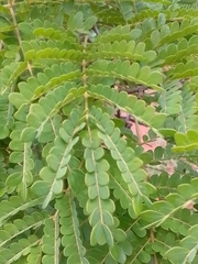 Cenostigma pluviosum