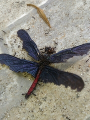 Zenithoptera lanei