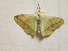 Lepidoptera