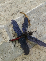 Zenithoptera lanei