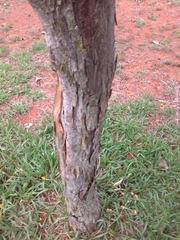 Cenostigma pluviosum