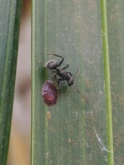 Camponotus novogranadensis