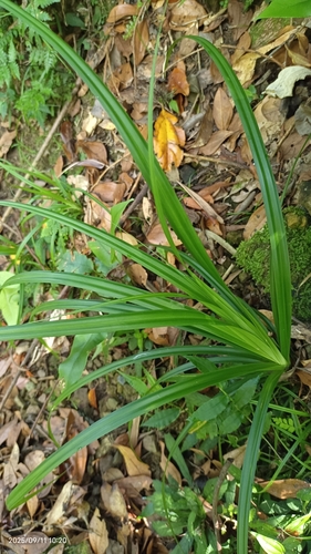 Carex cryptostachys observed 2025-09-11