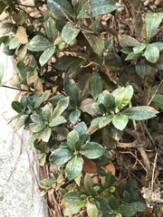 Gardenia jasminoides