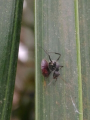 Camponotus novogranadensis