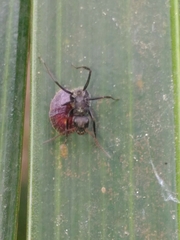 Camponotus novogranadensis