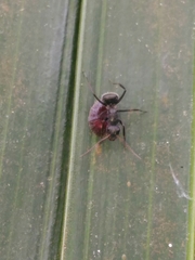 Camponotus novogranadensis
