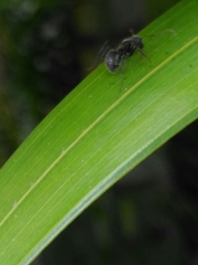 Camponotus novogranadensis