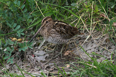 Gallinago magellanica