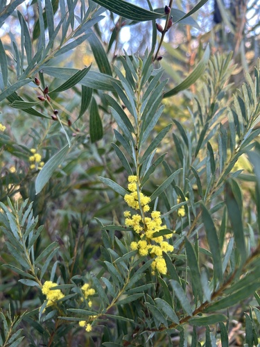 Hamilton's Wattle (Acacia hamiltoniana)