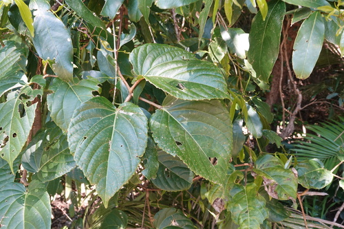Cayratia saponaria observed 2025-09-11
