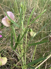 Sphenostylis angustifolia