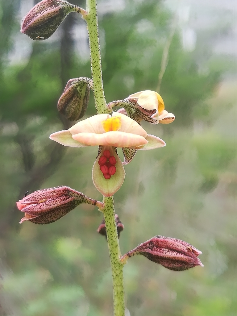 Pomaria glandulosa