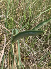 Sphenostylis angustifolia