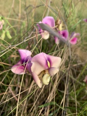 Sphenostylis angustifolia