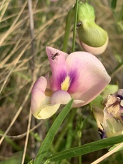 Sphenostylis angustifolia