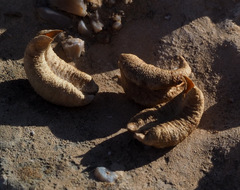 Astragalus palaestinus