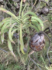 Protea caffra falcata