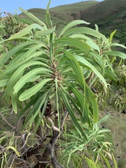 Protea caffra falcata