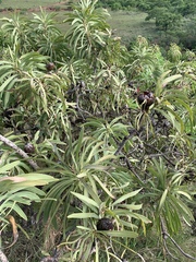 Protea caffra falcata