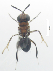 Encyrtus aurantii