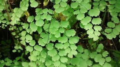 Adiantum amplum
