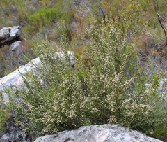 Brunia microphylla