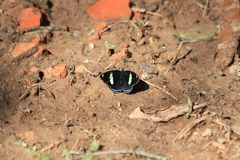 Diaethria clymena