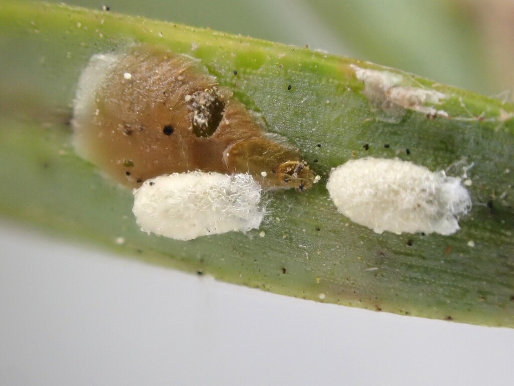 Green Totara Scale