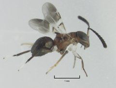 Encyrtus aurantii